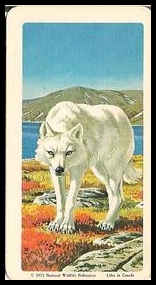 29 Tundra Wolf